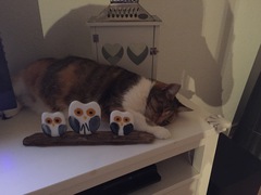 Frugaleers, keeping their frugal resolutions in the new year. Keep on, erm, resoluting!?