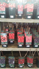 Allotment/Veg Patch - Thread 7 - The Harvesters Arms
