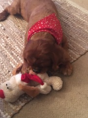 Tell me about Cavalier King Charles Spaniels