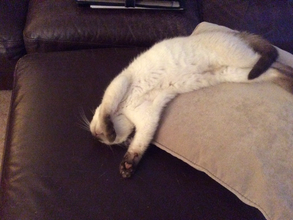 Does your cat sleep like this?
