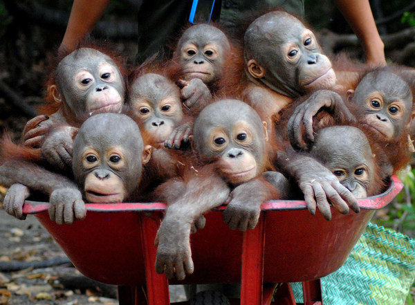 Brave Babes - reconvene here!!!