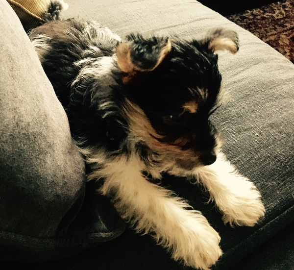 The Brexit Arms - All welcome. :-) :-)