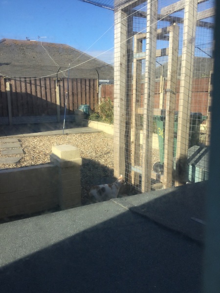 Cat proof gardens