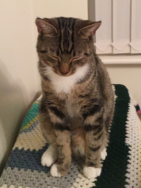 This is why I can't get a good photo of Tom