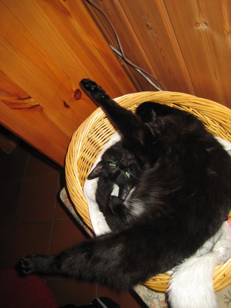 Does your cat sleep like this?
