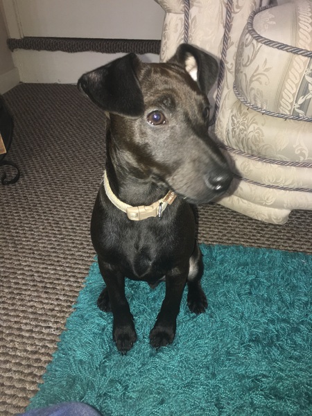 Does anyone fancy a 'puppy survival' thread?