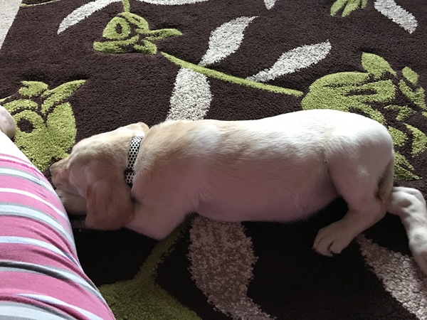 Does anyone fancy a 'puppy survival' thread?