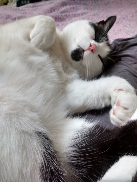 Crepes, Cats and Calamari