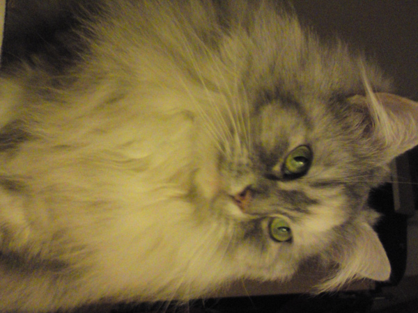 To think that cat owners that smoke don't realise how bad they smell?