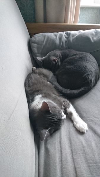 Rescue cat pic thread