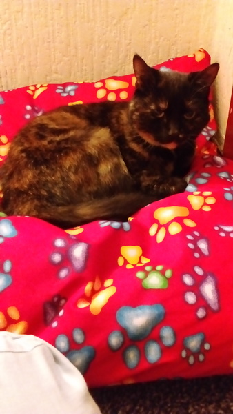 How many pets?