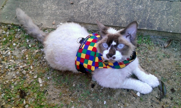 Does anyone's cat wear a jacket?