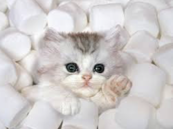 Cute baby animals!! Totally not feminist