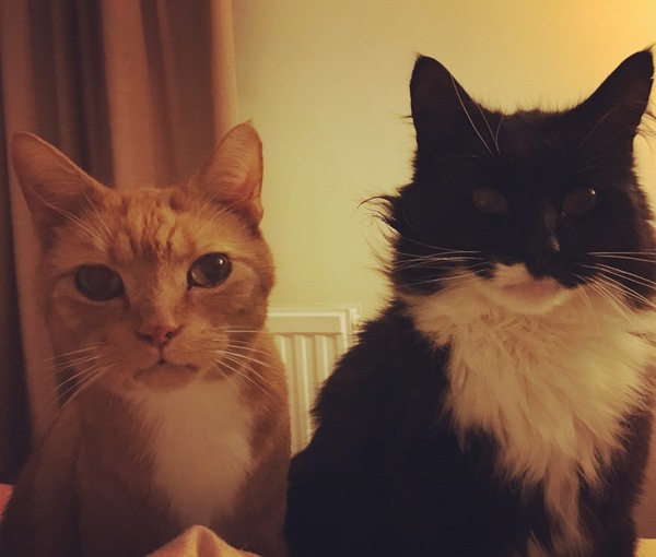 Rescue cat pic thread