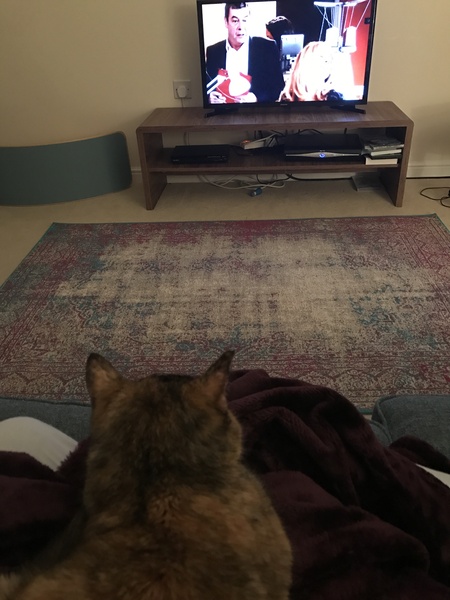 Cat missing since Tuesday
