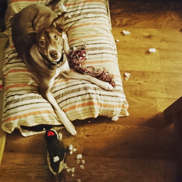 Ill dog refusing food and water