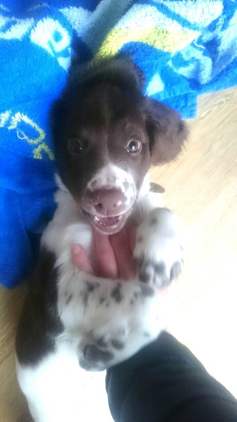 Does anyone fancy a 'puppy survival' thread?