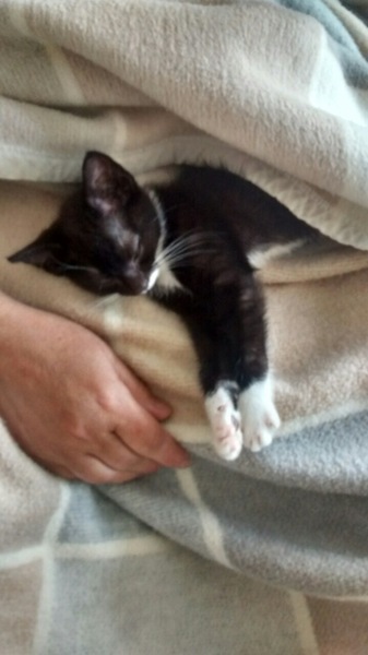 Can we have a cute kitten picture thread