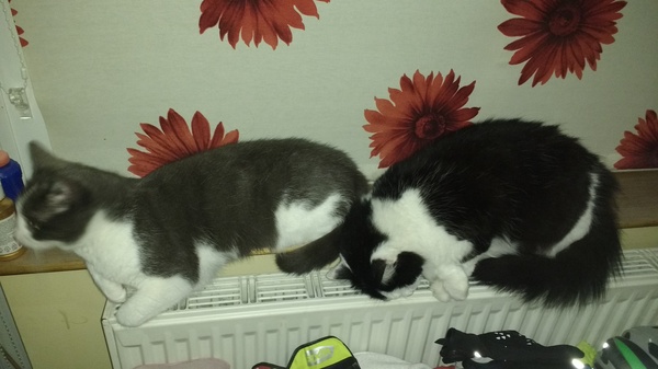 Does your cat sleep like this?