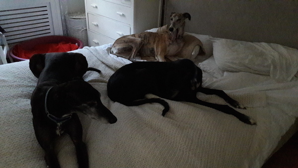 ..to let our puppy slep on the bed tonight?
