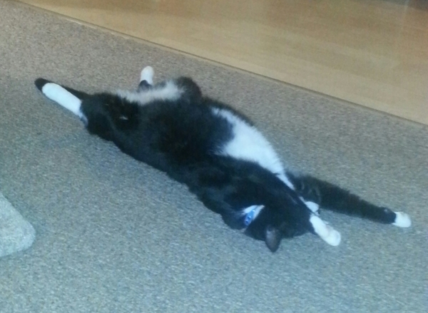 Does your cat sleep like this?