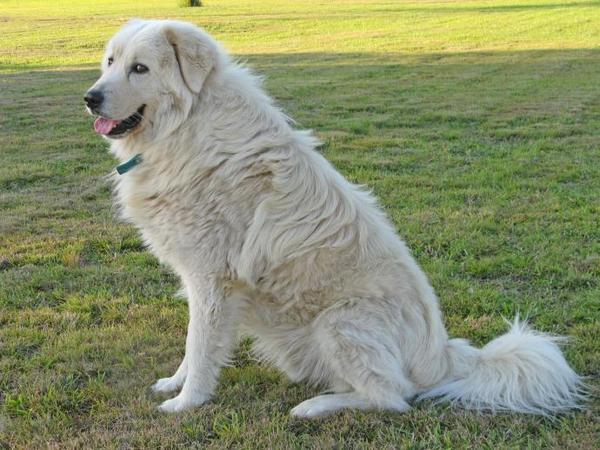 To ask how much time your dog spends in the garden?