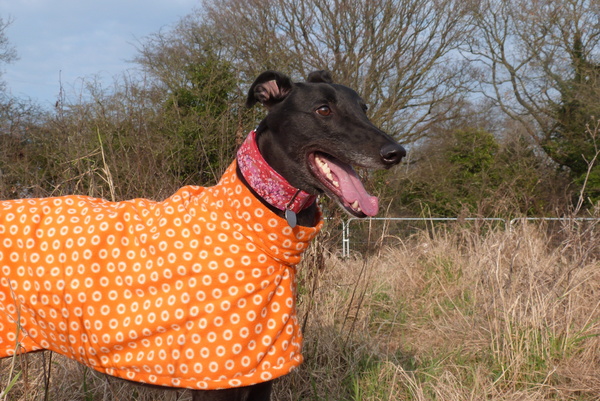Thinking of getting a greyhound- any advice out there?