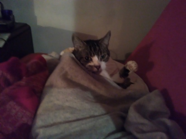 Rescue cat pic thread