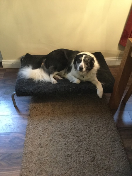 If you have a medium/large dog. What sort of bed have you bought and where from?
