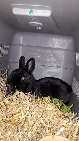 Sent DH to pick up rabbit hutch, he returned with ANOTHER rabbit.