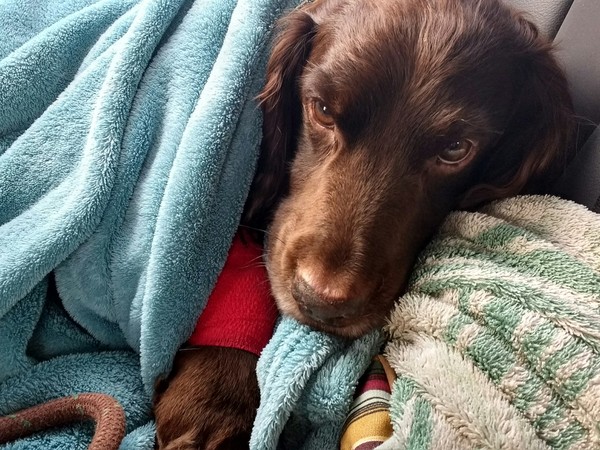 Lost our beloved girl today