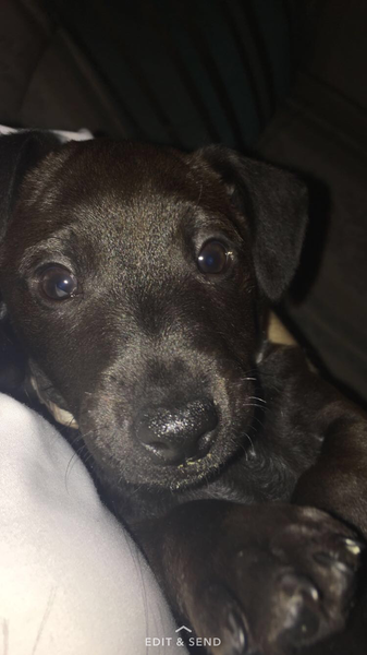 Does anyone fancy a 'puppy survival' thread?