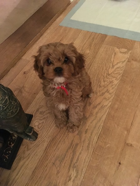 Does anyone fancy a 'puppy survival' thread?