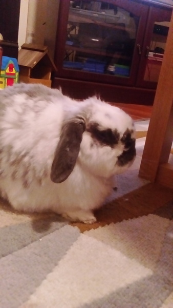 How many pets?