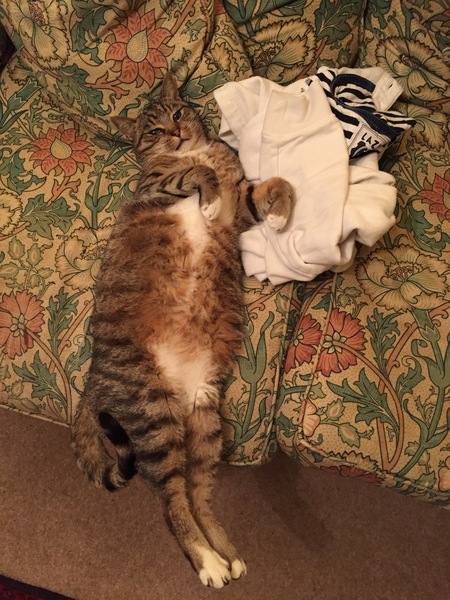 Does your cat sleep like this?
