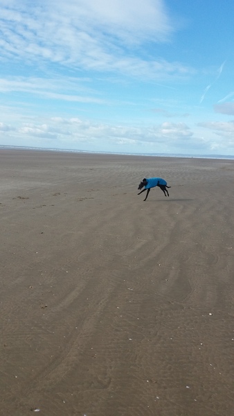Thinking of getting a greyhound- any advice out there?