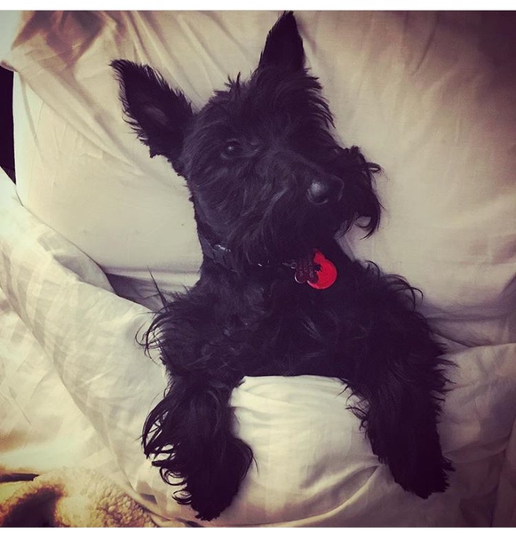 ..to let our puppy slep on the bed tonight?