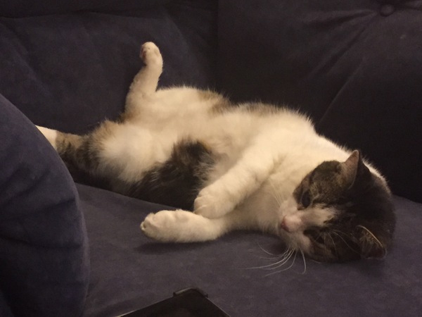 Does your cat sleep like this?