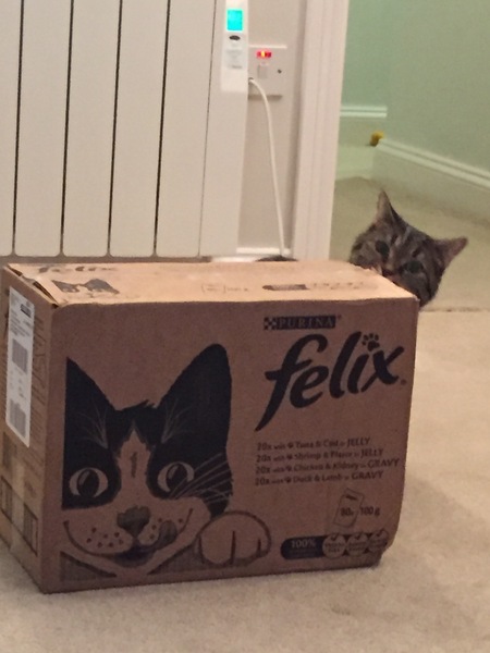 Rescue cat pic thread