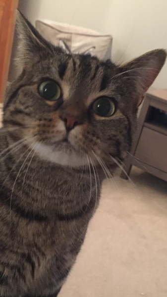 Rescue cat pic thread