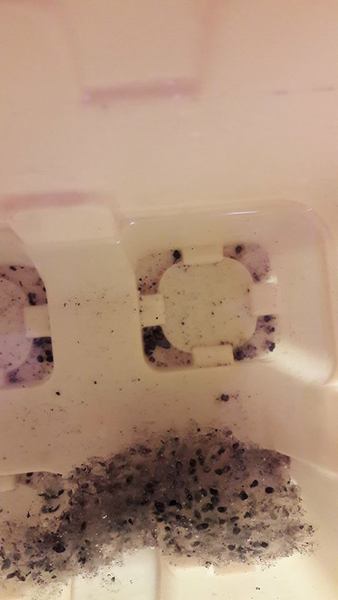 urgent froggy question