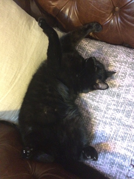 Does your cat sleep like this?