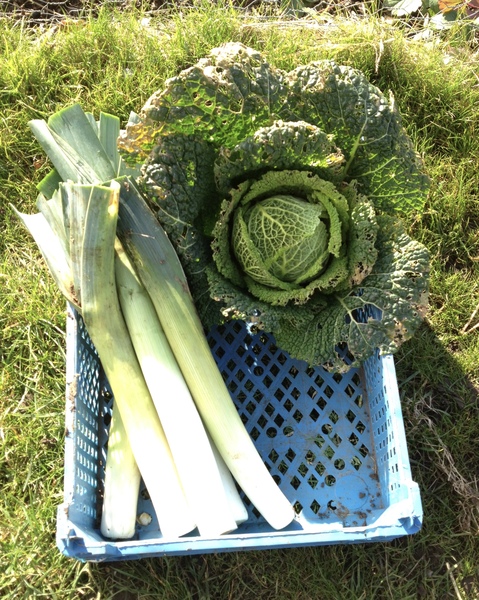 Allotment/Veg Patch - Thread 7 - The Harvesters Arms