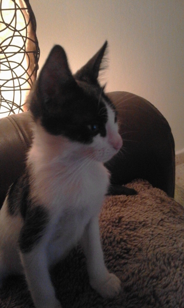 Rescue cat pic thread