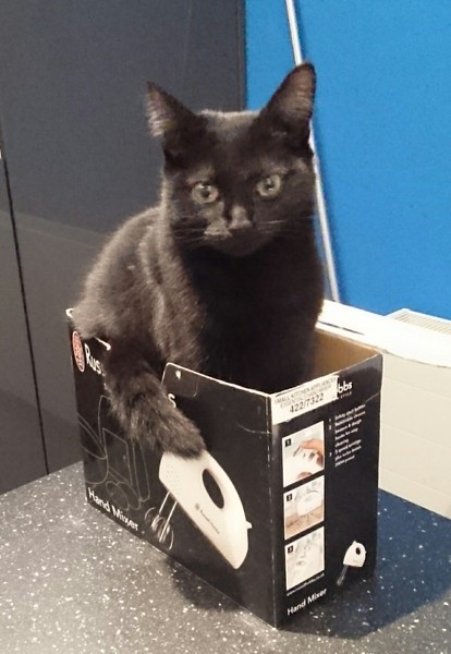 To think that cat owners that smoke don't realise how bad they smell?
