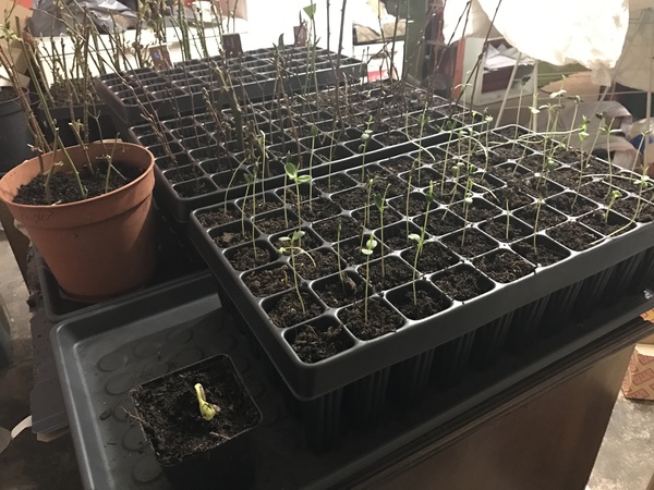 People that like to grow stuff in pots, listen up. I have an important discovery to share