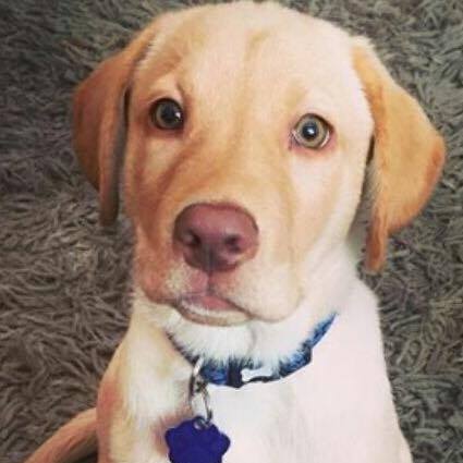 Does anyone fancy a 'puppy survival' thread?