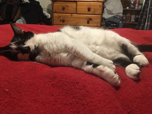 Rescue cat pic thread