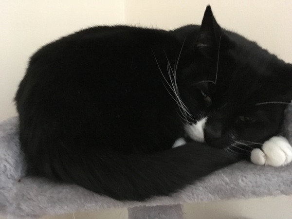 Rescue cat pic thread