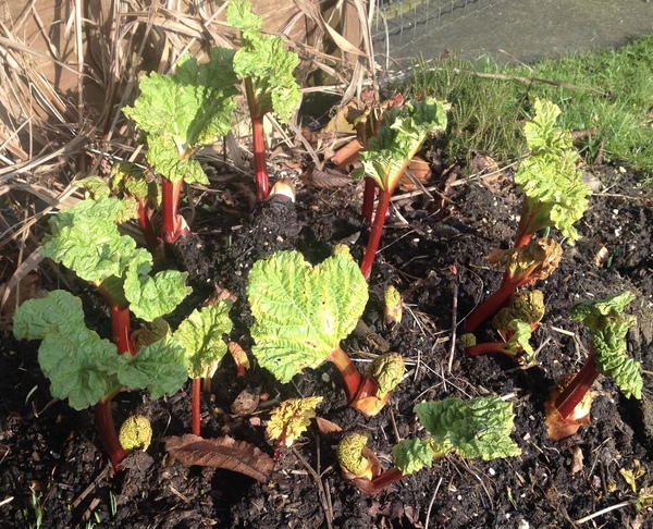 Allotment/Veg Patch - Thread 7 - The Harvesters Arms